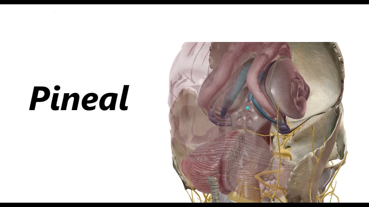 Pineal em 3D - Como É a Glândula Pineal? - Ativação do Terceiro Olho