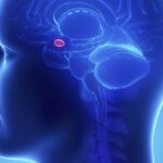 A Glândula Pineal - O Verdadeiro Assento da Alma - Ativação do Terceiro Olho